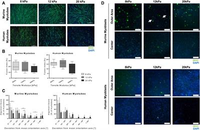 Changes in Elastic Moduli of Fibrin Hydrogels Within the Myogenic Range Alter Behavior of Murine C2C12 and Human C25 Myoblasts Differently